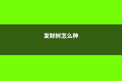 发财树是什么树种，是四季常青吗 (发财树怎么种)