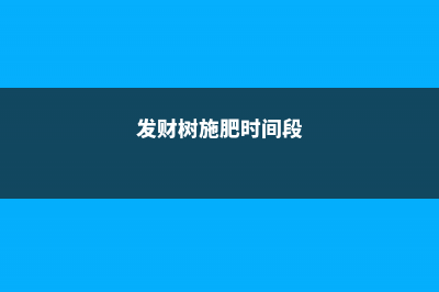 发财树施肥时间，施肥过多怎么办 (发财树施肥时间段)