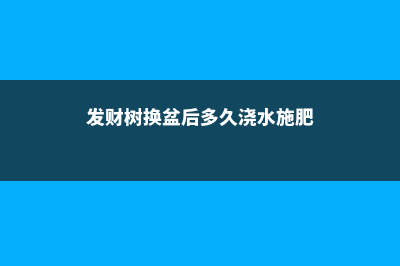 发财树换盆后多久服盆，换盆后叶子都发黄了怎么办 (发财树换盆后多久浇水施肥)