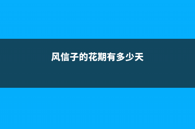 风信子的花期在什么时候，风信子不开花的原因 (风信子的花期有多少天)