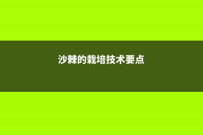 沙棘的养殖方法，沙棘怎么养 (沙棘的栽培技术要点)