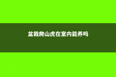 盆栽爬山虎在室外能过冬吗，冬季要不要剪枝 (盆栽爬山虎在室内能养吗)