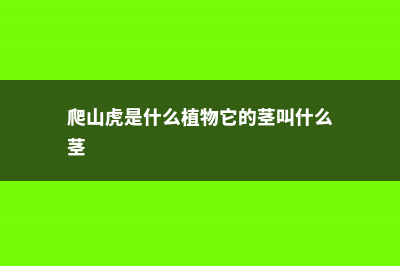 爬山虎是什么植物，叶子有什么特点 (爬山虎是什么植物它的茎叫什么茎)