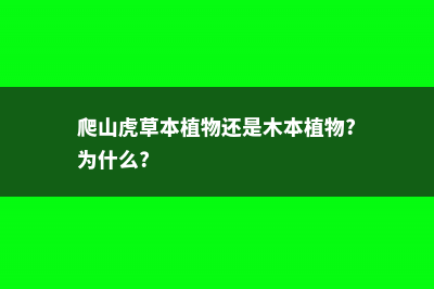 爬山虎是草本植物还是木本植物，适合在室内养吗 (爬山虎草本植物还是木本植物?为什么?)