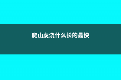 爬山虎每天浇水可以吗，不浇水会旱死吗 (爬山虎浇什么长的最快)