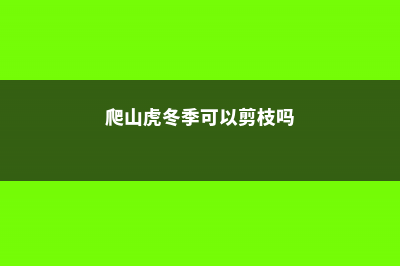 爬山虎冬季可以移栽吗，冬季耐多少度低温 (爬山虎冬季可以剪枝吗)