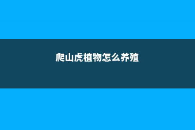 爬山虎的养殖方法和注意事项，施肥过量怎么办 (爬山虎植物怎么养殖)