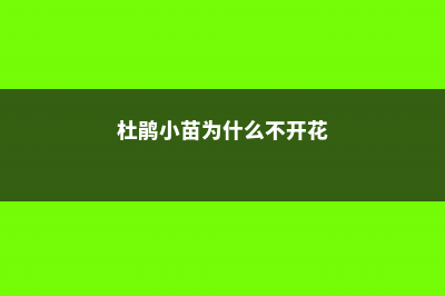 杜鹃小苗为什么栽不活，什么时候可以见太阳 (杜鹃小苗为什么不开花)