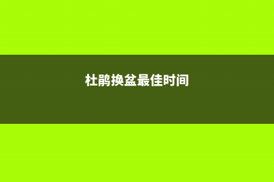 杜鹃换盆时间，换盆注意事项 (杜鹃换盆最佳时间)