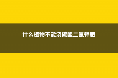 什么植物不能浇淘米水，可以浇建兰吗 (什么植物不能浇硫酸二氢钾肥)