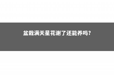 盆栽满天星的花期多久，用大盆还是小盆好 (盆栽满天星花谢了还能养吗?)