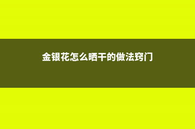 金银花怎么晒干不变色，怎么晒干保存 (金银花怎么晒干的做法窍门)