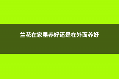 兰花在家里养好吗，为什么兰花不能养在家里 (兰花在家里养好还是在外面养好)