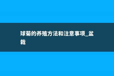 球菊的养殖方法，球菊怎么养能爆盆 (球菊的养殖方法和注意事项 盆栽)