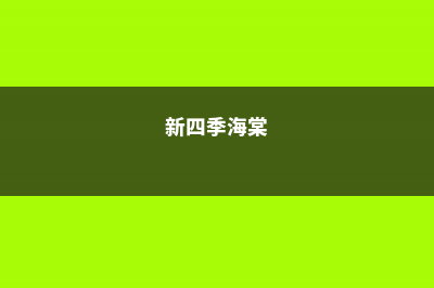 海棠是什么季节开的花，喜欢水多还是水少 (新四季海棠)