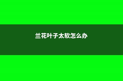 兰花叶子变软是怎么回事，如何挽救 (兰花叶子太软怎么办)