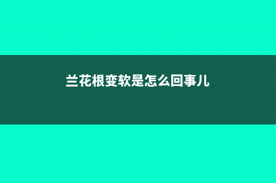 兰花根变软是怎么回事，如何挽救 (兰花根变软是怎么回事儿)