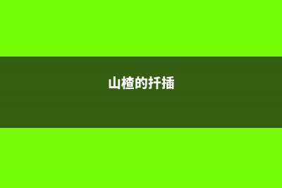 山楂繁殖靠扦插吗，山楂能通过什么方法繁殖 (山楂的扦插)