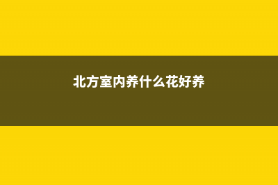 北方室内养什么兰花好，如何养殖 (北方室内养什么花好养)