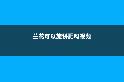 兰花可以施饼肥吗，饼肥水可以浇兰花吗 (兰花可以施饼肥吗视频)