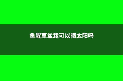 鱼腥草盆栽能放阳台吗，鱼腥草对人有影响吗 (鱼腥草盆栽可以晒太阳吗)