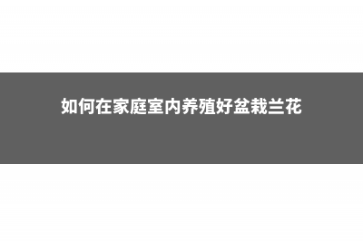 室内养兰花技巧，如何养才开花 (如何在家庭室内养殖好盆栽兰花)