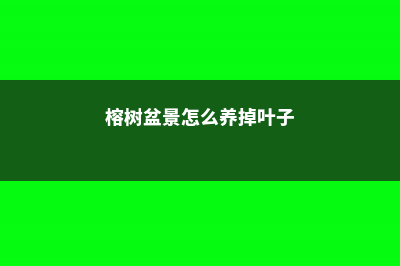 榕树盆景怎么养出苔藓，会影响盆景透气吗 (榕树盆景怎么养掉叶子)