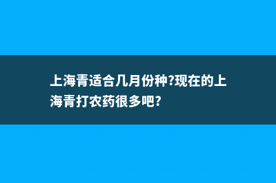 上海青适合几月种植，上海青种植方法 (上海青适合几月份种?现在的上海青打农药很多吧?)