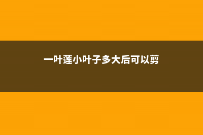 一叶莲多大可以分株，叶片发黄怎么办 (一叶莲小叶子多大后可以剪)