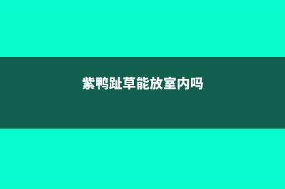 紫鸭趾草的养殖方法和注意事项 (紫鸭趾草能放室内吗)