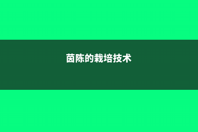 茵陈的养殖方法和注意事项 (茵陈的栽培技术)