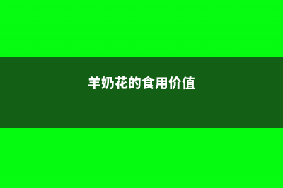 羊乳花的养殖方法和注意事项 (羊奶花的食用价值)