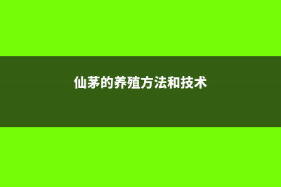 仙茅的养殖方法和注意事项 (仙茅的养殖方法和技术)