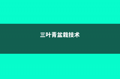 三叶青的养殖方法和注意事项 (三叶青盆栽技术)