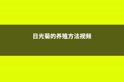 日光菊的养殖方法和注意事项 (日光菊的养殖方法视频)