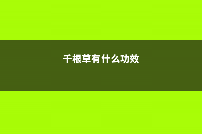 千根草的养殖方法和注意事项 (千根草有什么功效)