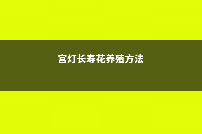 宫灯长寿的养殖方法和注意事项 (宫灯长寿花养殖方法)