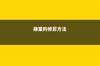 棣棠的养殖方法和注意事项 (棣棠的修剪方法)