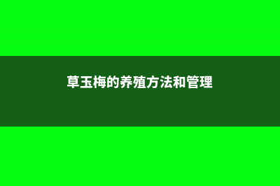 草玉梅的养殖方法和注意事项 (草玉梅的养殖方法和管理)