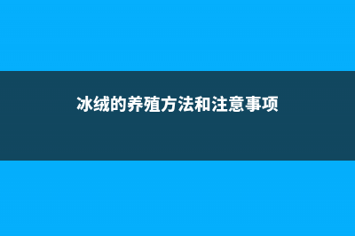 冰绒掌的养殖方法和注意事项 (冰绒的养殖方法和注意事项)