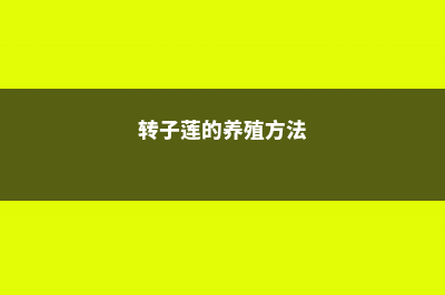 转子莲的养殖方法和注意事项 (转子莲的养殖方法)