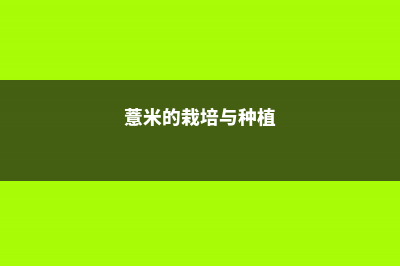 薏米的养殖方法和注意事项 (薏米的栽培与种植)