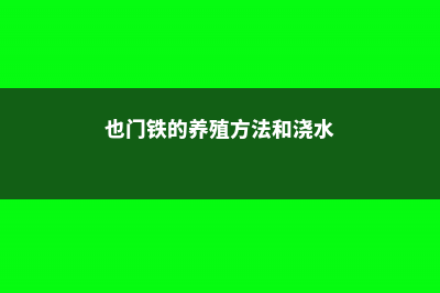 也门铁的养殖方法和注意事项 (也门铁的养殖方法和浇水)