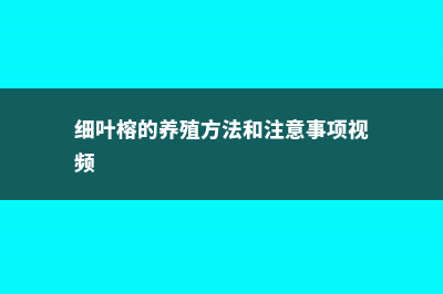 细叶榕的养殖方法和注意事项 (细叶榕的养殖方法和注意事项视频)