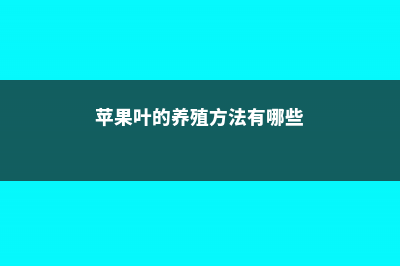 苹果叶的养殖方法和注意事项 (苹果叶的养殖方法有哪些)