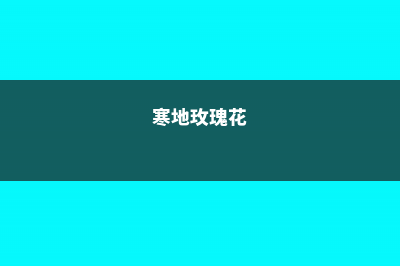 寒地玫瑰的养殖方法和注意事项 (寒地玫瑰花)