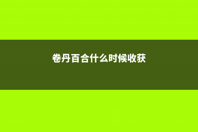 卷丹百合的养殖方法和注意事项 (卷丹百合什么时候收获)