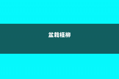 柽柳的养殖方法和注意事项 (盆栽柽柳)