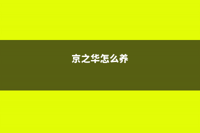 京之华锦的养殖方法和注意事项 (京之华怎么养)