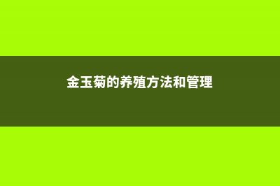 金玉菊的养殖方法和注意事项 (金玉菊的养殖方法和管理)